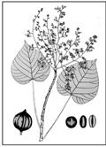 Aleurites trisperma